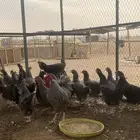 دجاج تركي