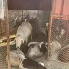 مواشي للبيع