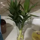 للبيع نباتات لوتس