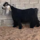 تيس عارضي فاخر((تم البيع))