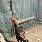 ديك شامو يباني