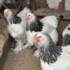 بيض وصيصان براهما كولمبي فاخر عملاق