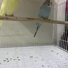 طيور الحب للبيع 100 ريال