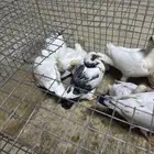 زغاليل حمام فرنسي