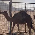 قعدان 2