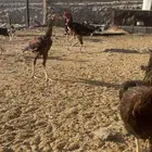 دجاج بكستاني