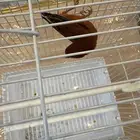 للبيع كناري اروبي