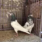 حمام باكستاني