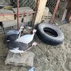 طقم دجاج حبشي
