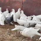 زغاليل حمام