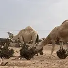 ثنيه لقحه