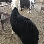 طليان نجد سمان ومغلقة ذبايح