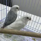 طيور روز جوز متالفين