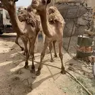 قعدان وبكره قعودين وبكره