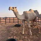 ضرايب اقبل البدل المناسب