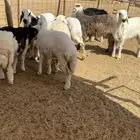 الطليان طيبه