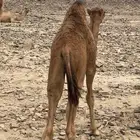 قعود لباني