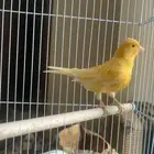 للبيع ذكر كناري مغرد