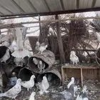 حمام مشكل للبيع