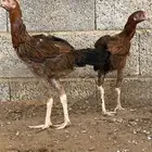 دجاج باكستاني مستوى عالي
