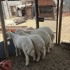طليان حريه