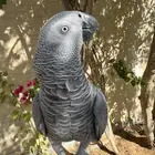 كاسكو للبيع