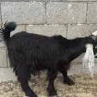 عارضي بين 6 و 7 شهور