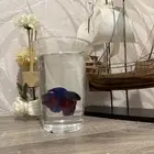 اسماك فايتر