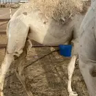 فعود لباني العمر 11 شهر. الموقع وادي الدواسر سوق الابل
