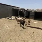ماعز