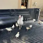دجاج ابيض بلدي