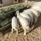 بهم كفو صنف نظيف على الشرط