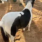 سيسيه فرس قرمى