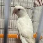 روز