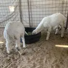 للبيع خروف او رخل