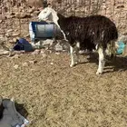 نعجه نجديه