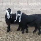 معزاء دفيع ومضاريع