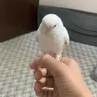 روز البينو عيون حمر اليف