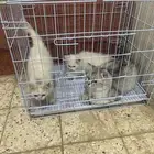 ثلاث قطط