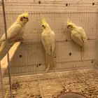 لبيع 3 اناثي كروان لاتينو