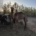 حاشي قعود حر