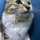 القطوه انثا أليفه حقت أبوت تلعب شرط تكل تشرب