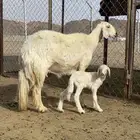 ثنيه صفراء صنف جبره