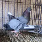 صنعاوي اصل