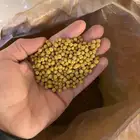 اكل طيور افيماكس