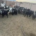 معزا ولد اقبل البدل بضان