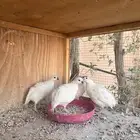 سمان بوب وايت ( تم البيع )