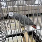 كاسكو سوبر جامبو ذكر