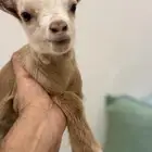 ماعز قزم تيس للبيع