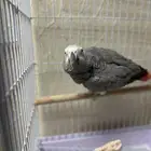ببغاء افريقي كاسكو